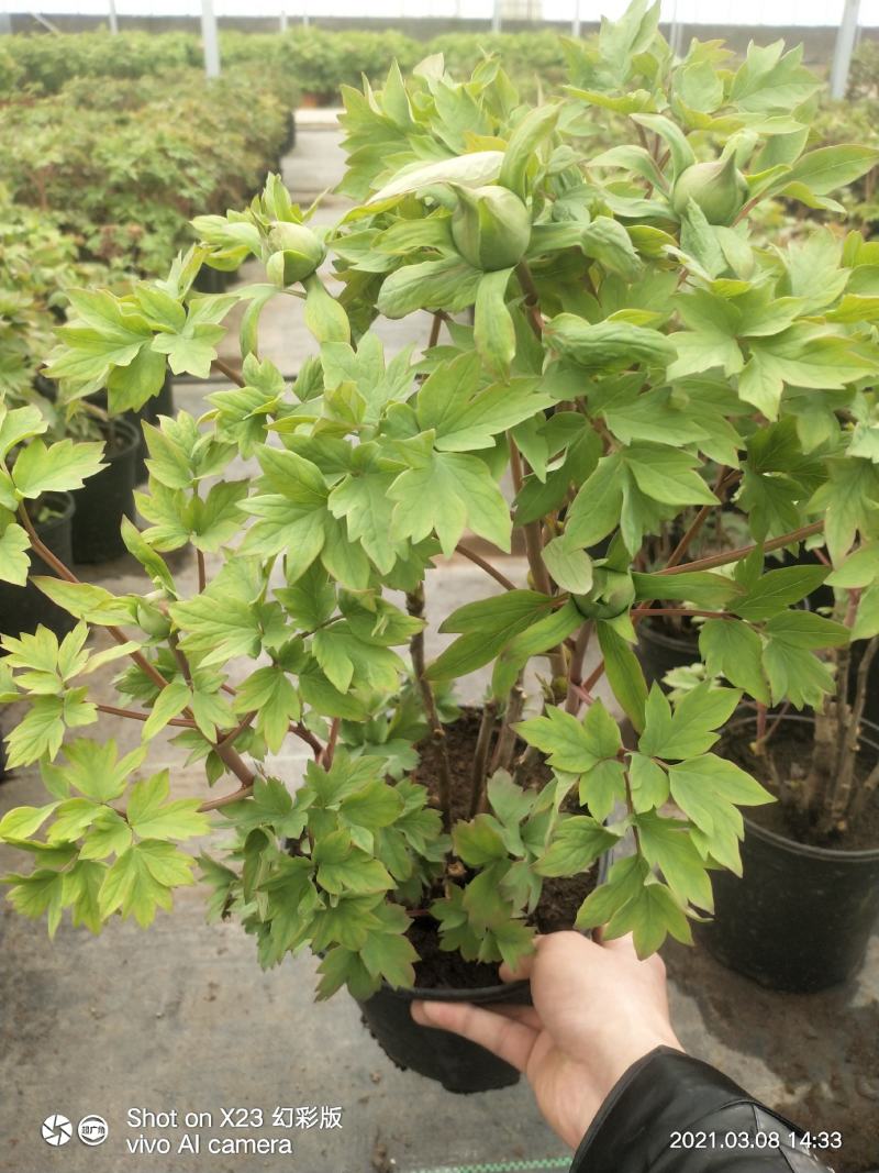 小型盆栽牡丹老桩花盆景苗基地一手货源