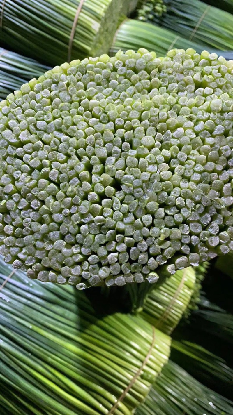 长期供应精品韭花，韭苔，品质保证，量大从优