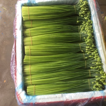 长期供应精品韭花，韭苔，品质保证，量大从优