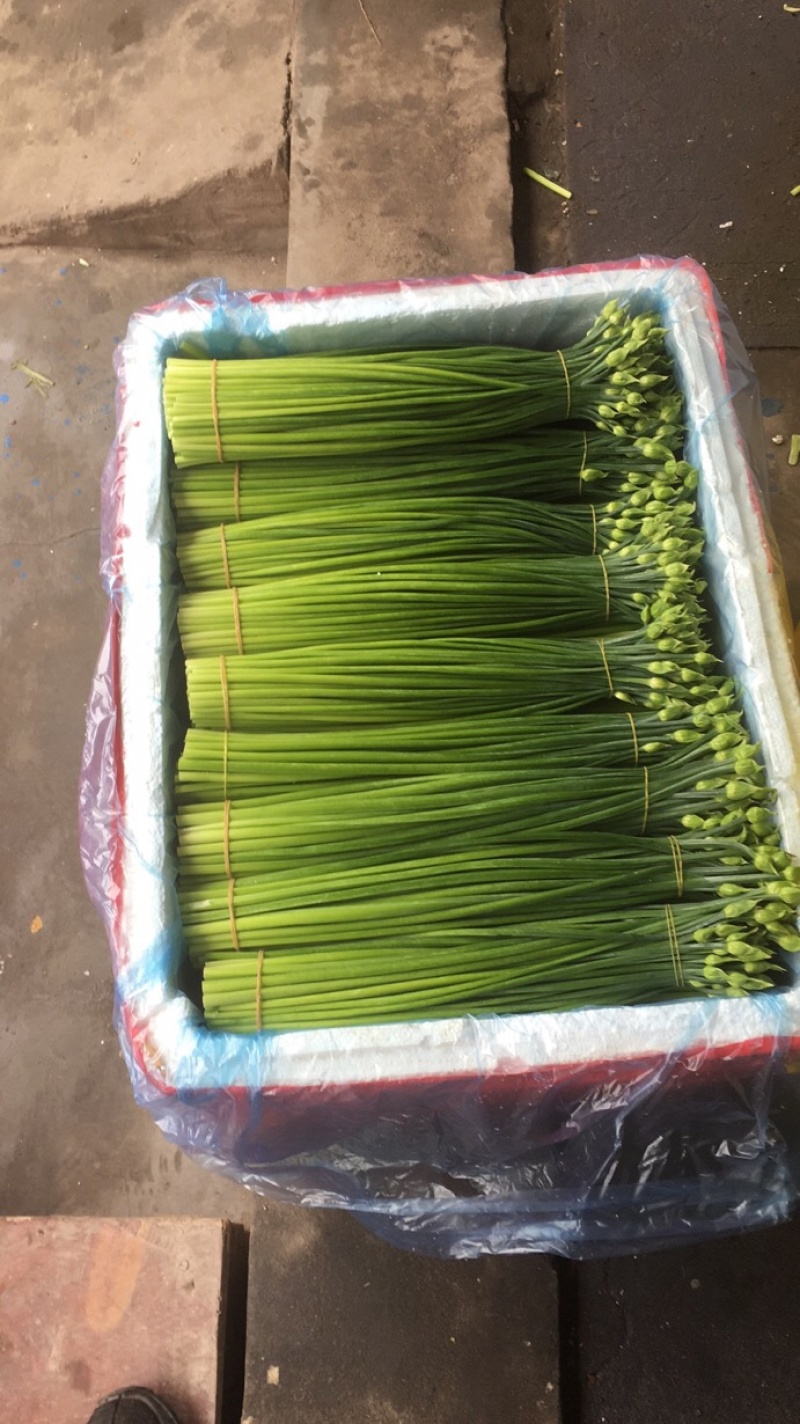 长期供应精品韭花，韭苔，品质保证，量大从优