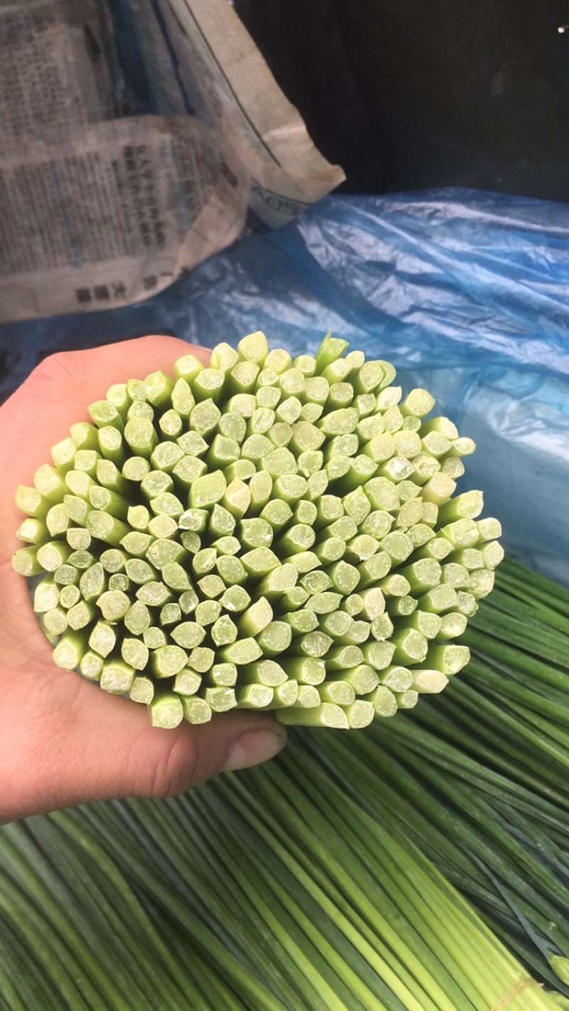 长期供应精品韭花，韭苔，品质保证，量大从优