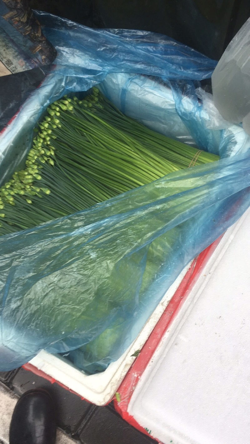 长期供应精品韭花，韭苔，品质保证，量大从优