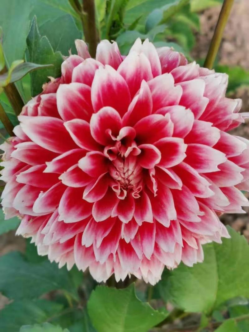 大丽花.盆栽大丽花.进口大丽花.大丽花种球.大丽花苗