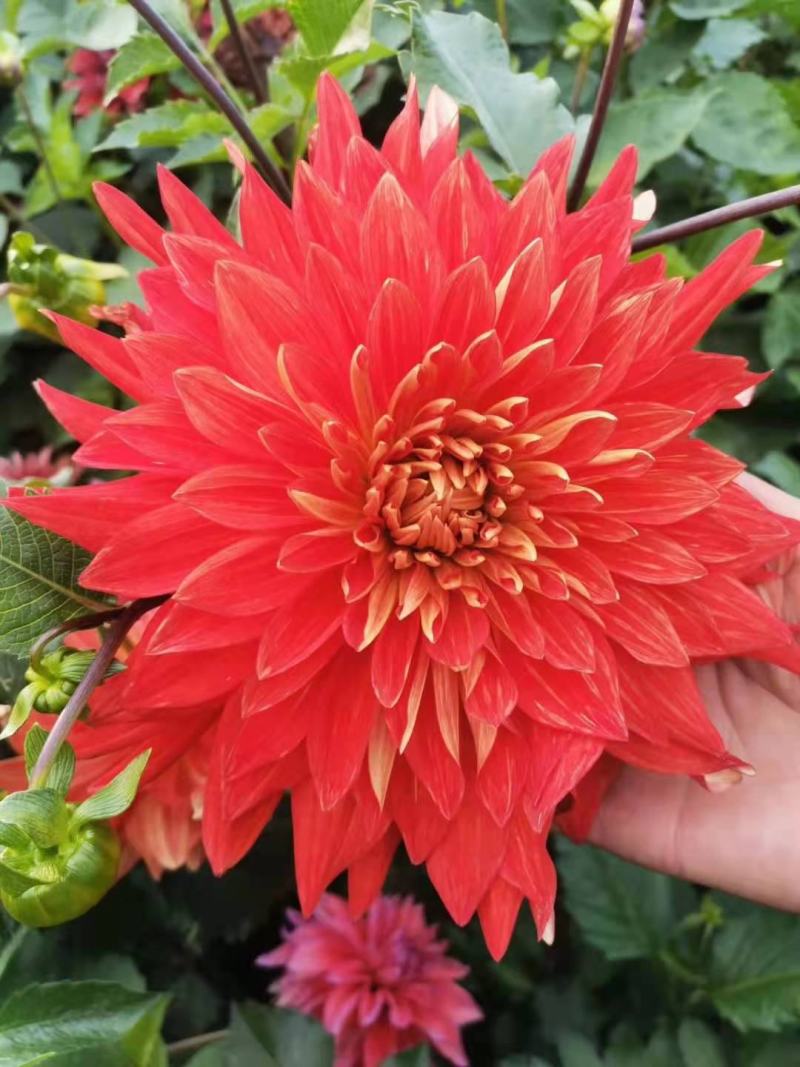 大丽花.盆栽大丽花.进口大丽花.大丽花种球.大丽花苗