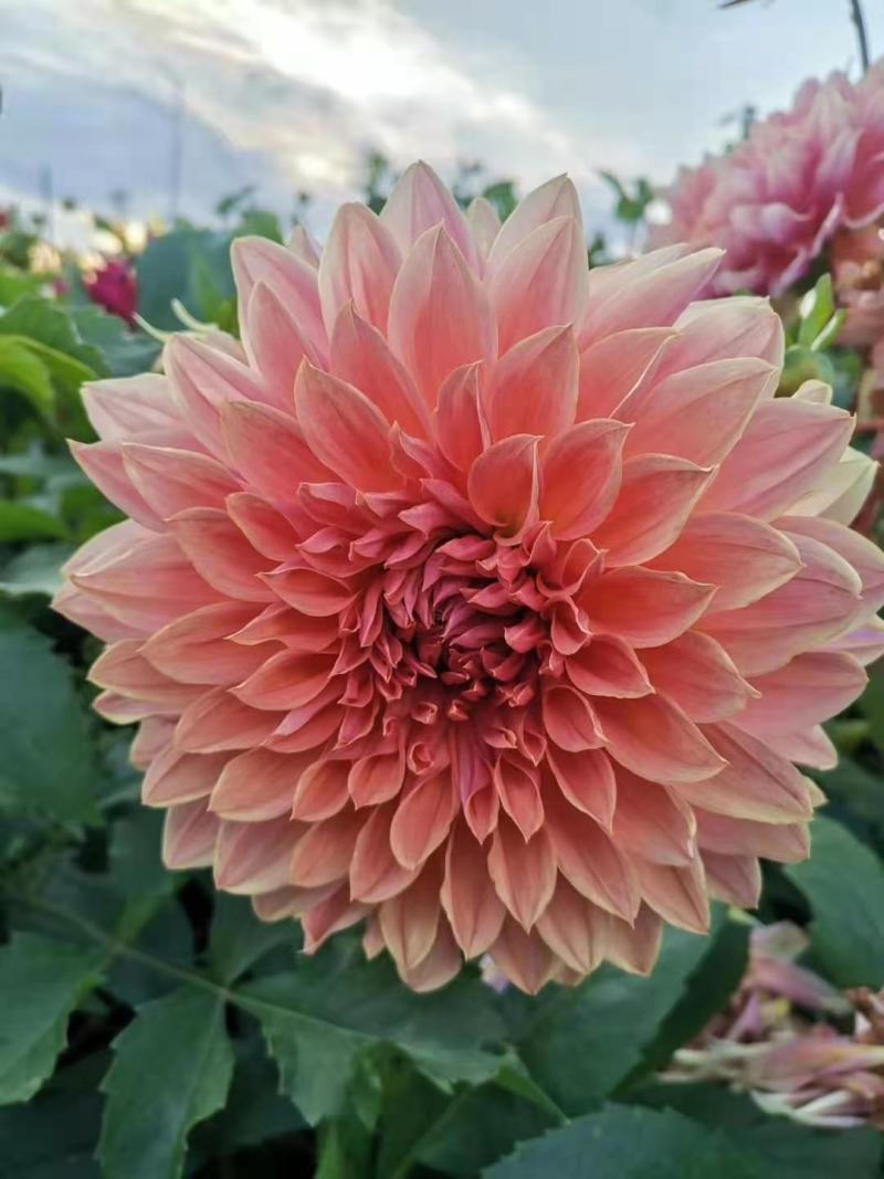 大丽花.盆栽大丽花.进口大丽花.大丽花种球.大丽花苗