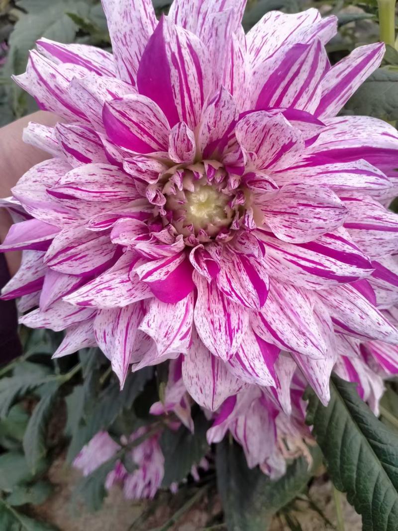 大丽花.盆栽大丽花.进口大丽花.大丽花种球.大丽花苗