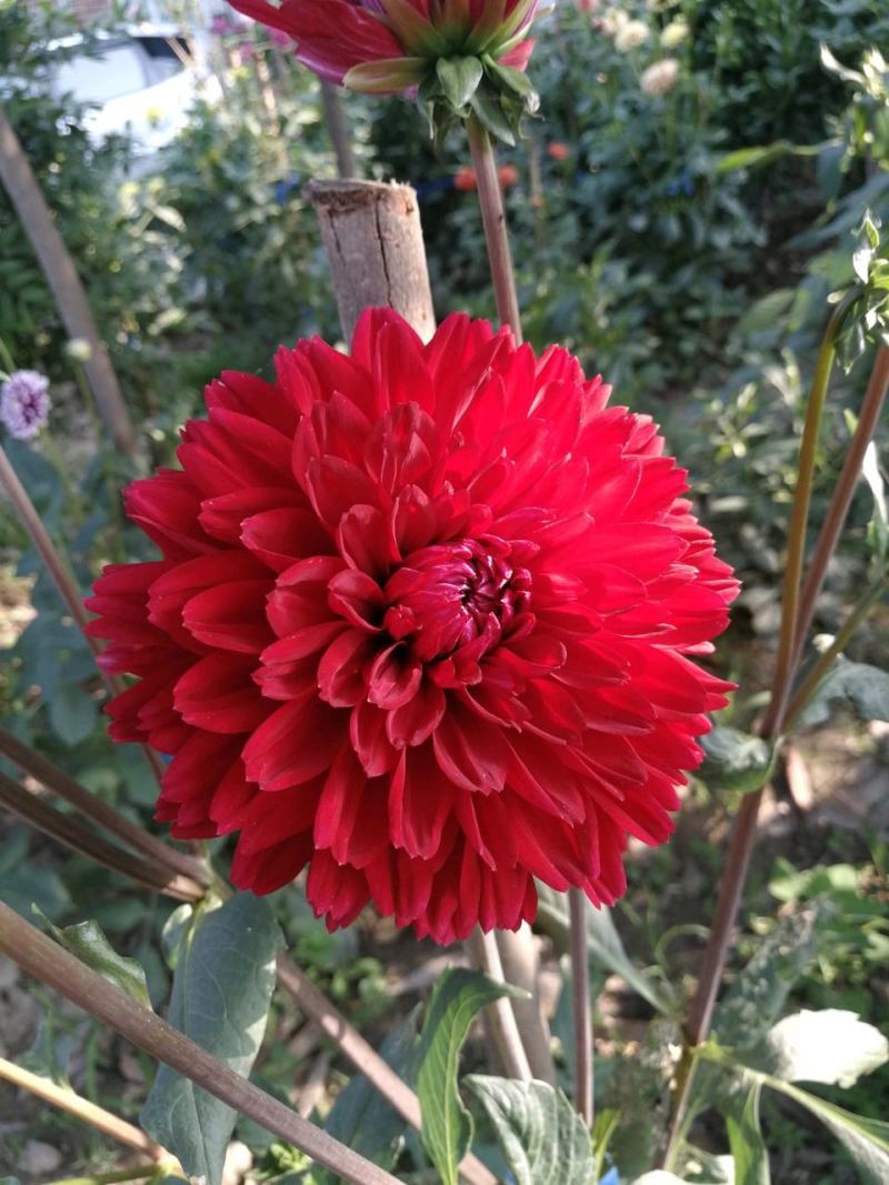 大丽花.盆栽大丽花.进口大丽花.大丽花种球.大丽花苗