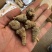 纯三七打粉云南文山三七田七粉大量供应500克免费试吃
