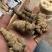 纯三七打粉云南文山三七田七粉大量供应500克免费试吃