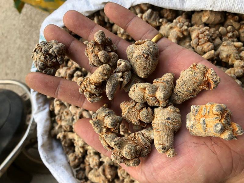 纯三七打粉云南文山三七田七粉大量供应500克免费试吃