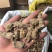 纯三七打粉云南文山三七田七粉大量供应500克免费试吃