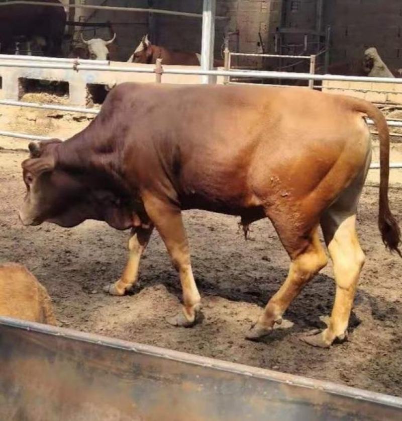肉牛王免费送货货到付款包成活包技术