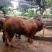 肉牛王免费送货货到付款包成活包技术