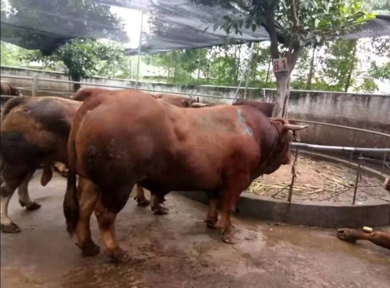 肉牛王免费送货货到付款包成活包技术