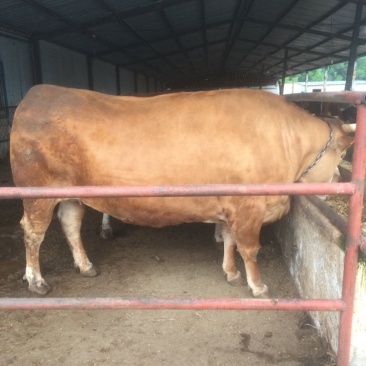 肉牛王免费送货货到付款包成活包技术