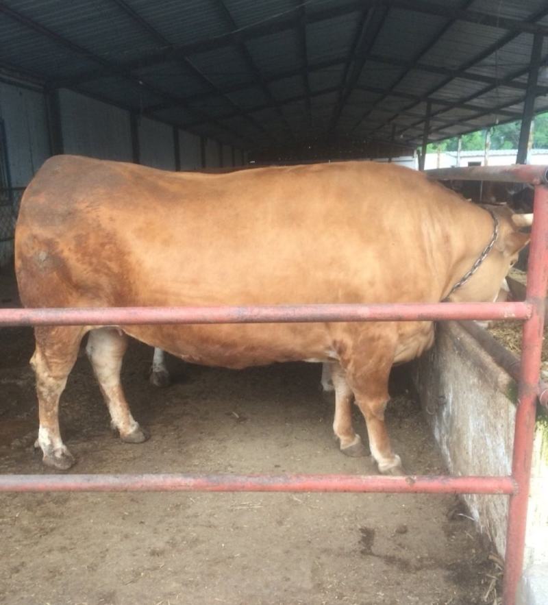 肉牛王免费送货货到付款包成活包技术
