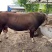 肉牛王免费送货货到付款包成活包技术