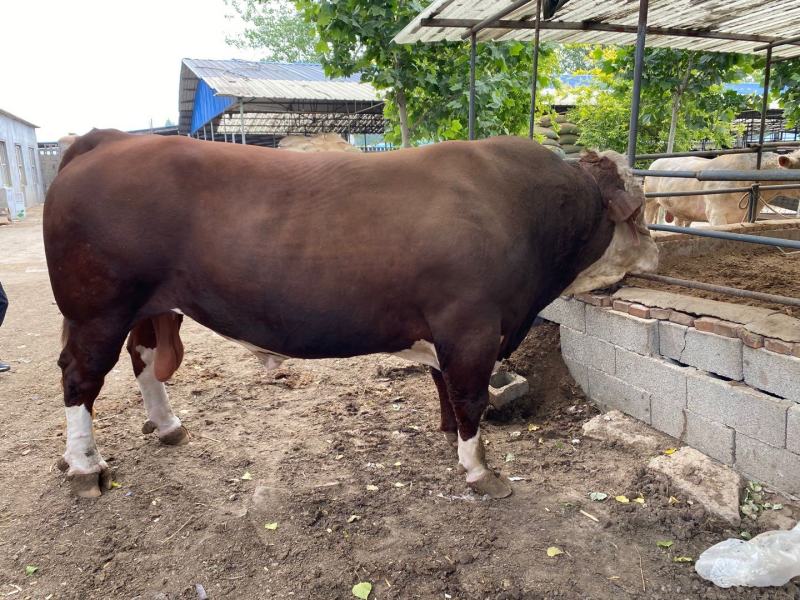 肉牛王免费送货货到付款包成活包技术