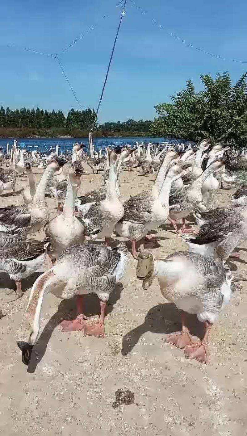 全散养的广东汕狮头鹅
