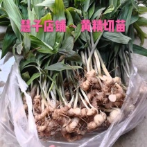 黄精种植黄精切苗项目上用质量好茎块大