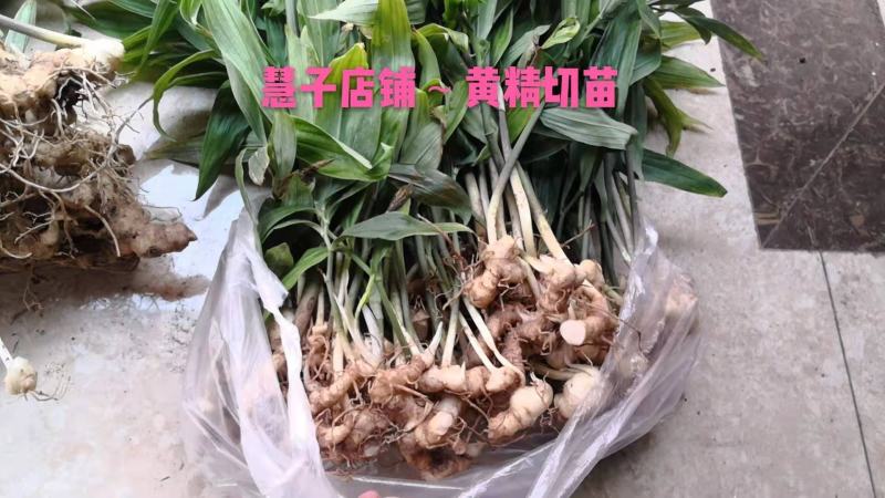 黄精种植黄精切苗项目上用质量好茎块大