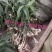 黄精种植黄精切苗项目上用质量好茎块大
