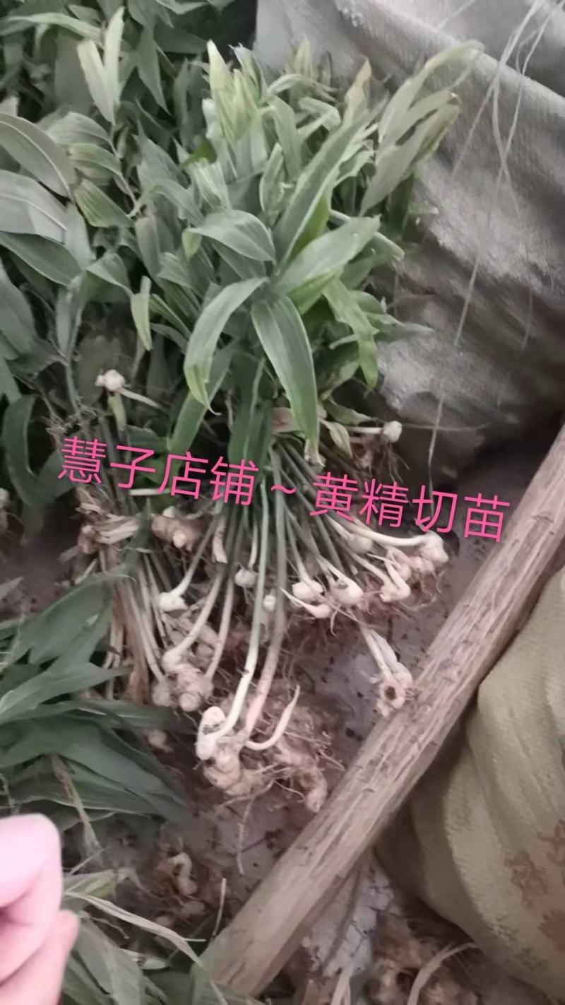 黄精种植黄精切苗项目上用质量好茎块大
