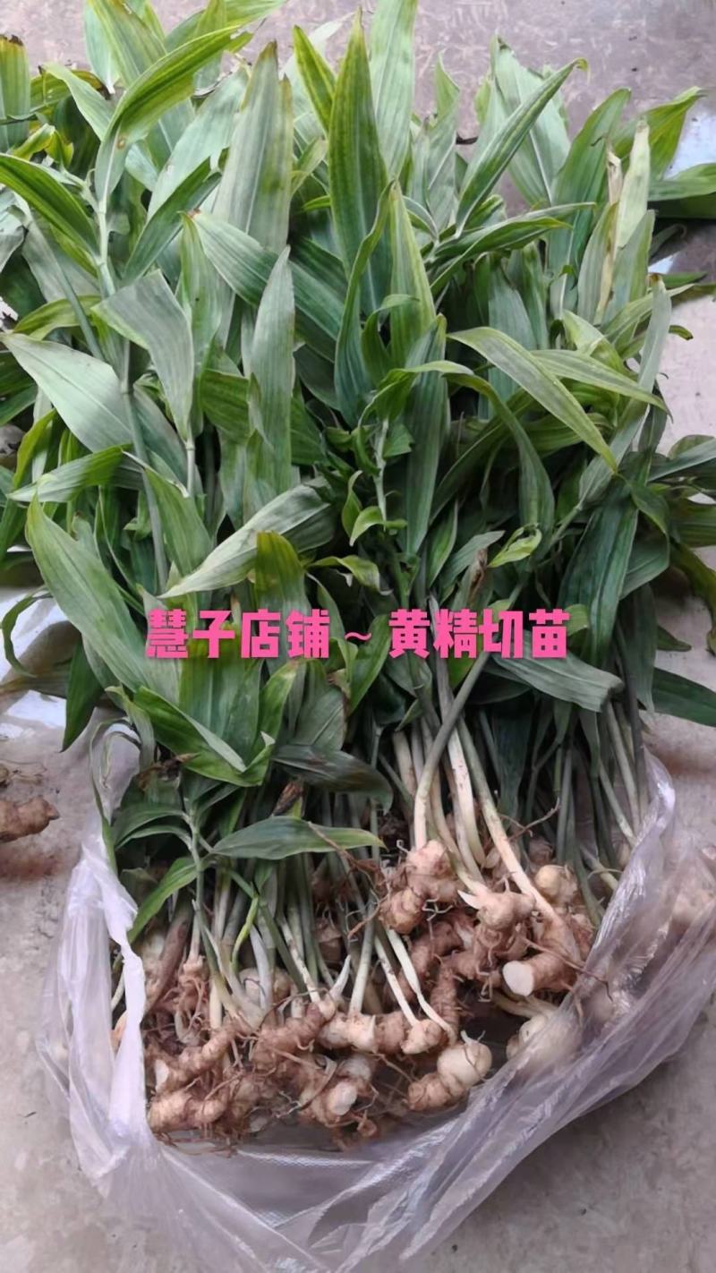 黄精种植黄精切苗项目上用质量好茎块大
