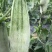 【荐】博洋61甜瓜羊角蜜专业大吨位供应商超，市场档口！