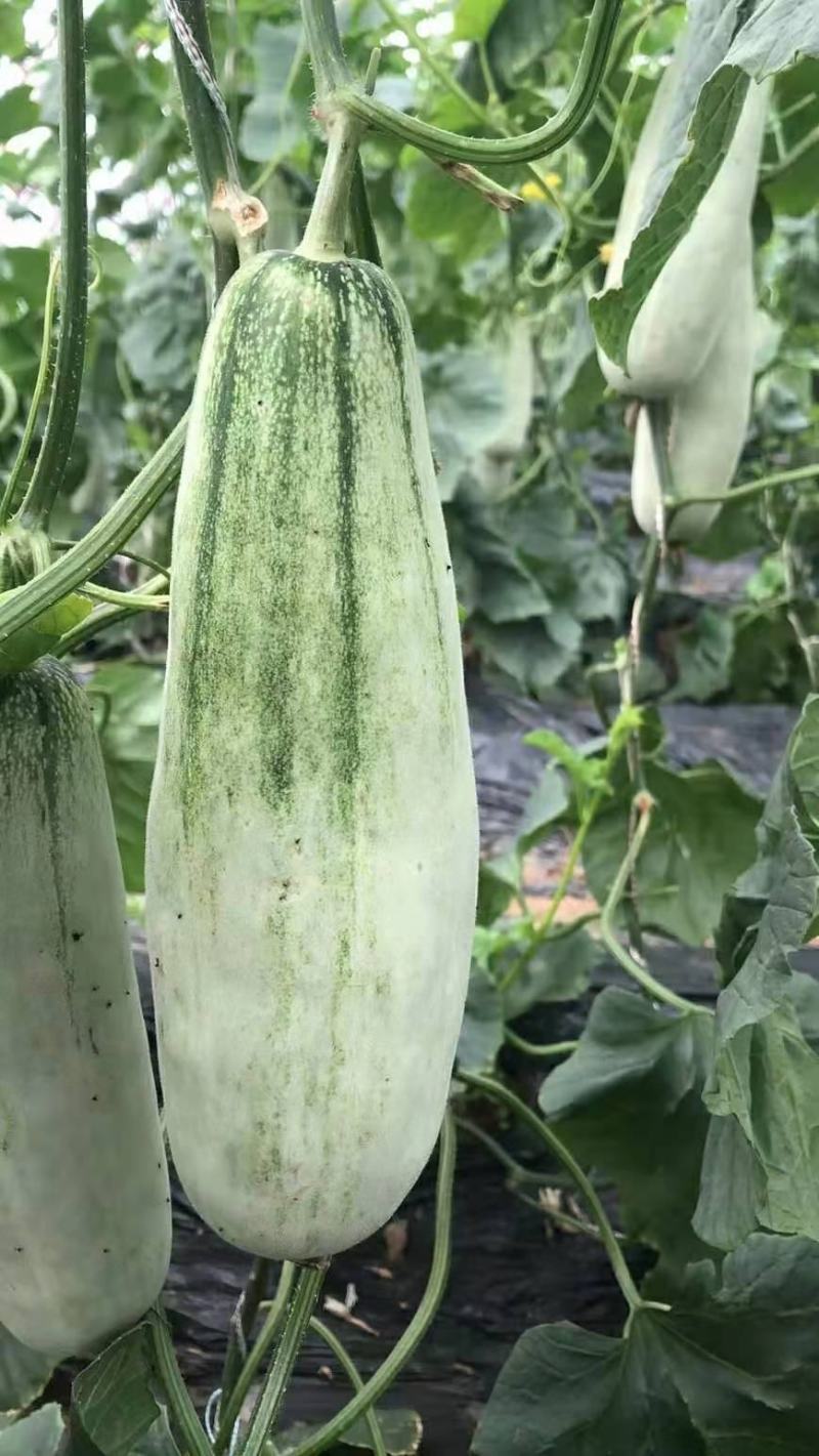 【荐】博洋61甜瓜羊角蜜专业大吨位供应商超，市场档口！