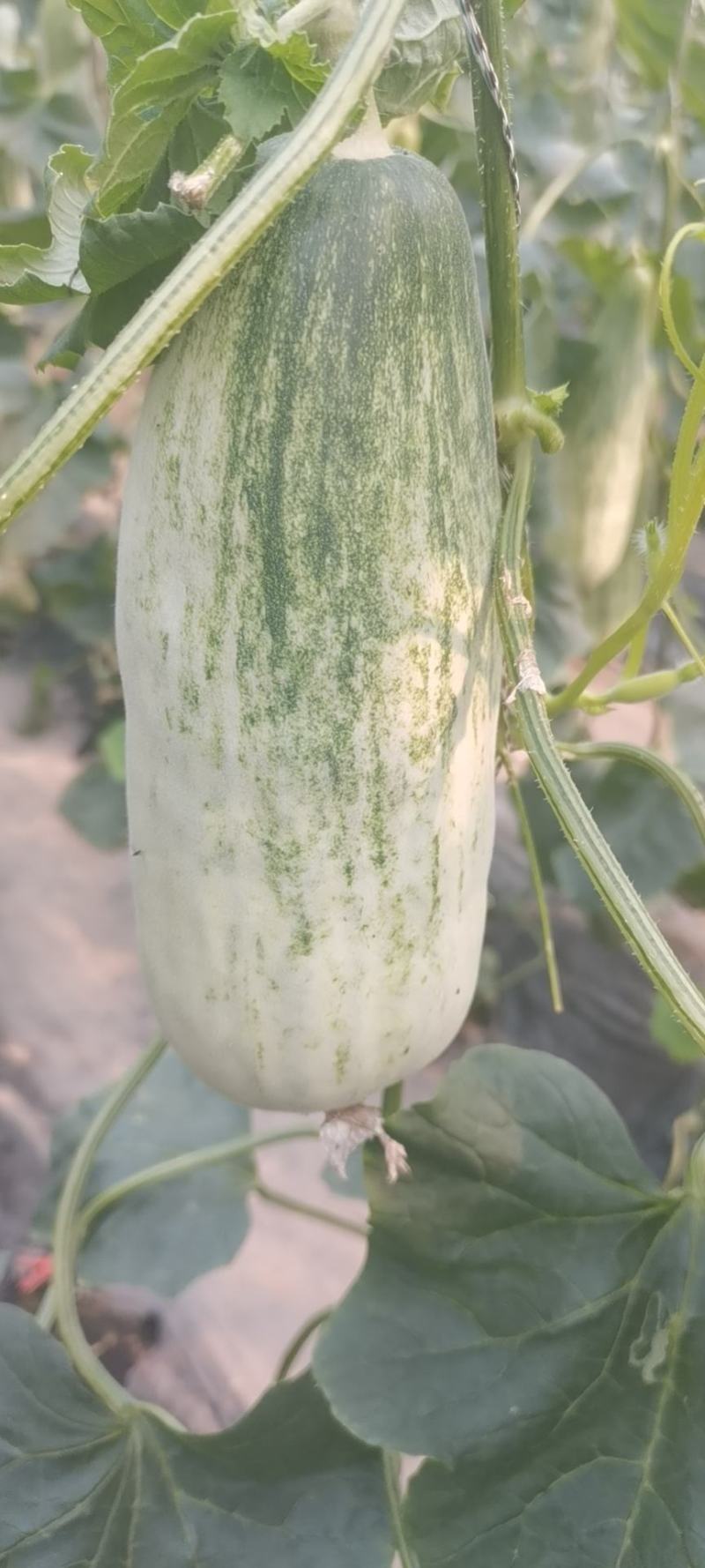 【荐】博洋61甜瓜羊角蜜专业大吨位供应商超，市场档口！