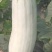 【荐】博洋61甜瓜羊角蜜专业大吨位供应商超，市场档口！