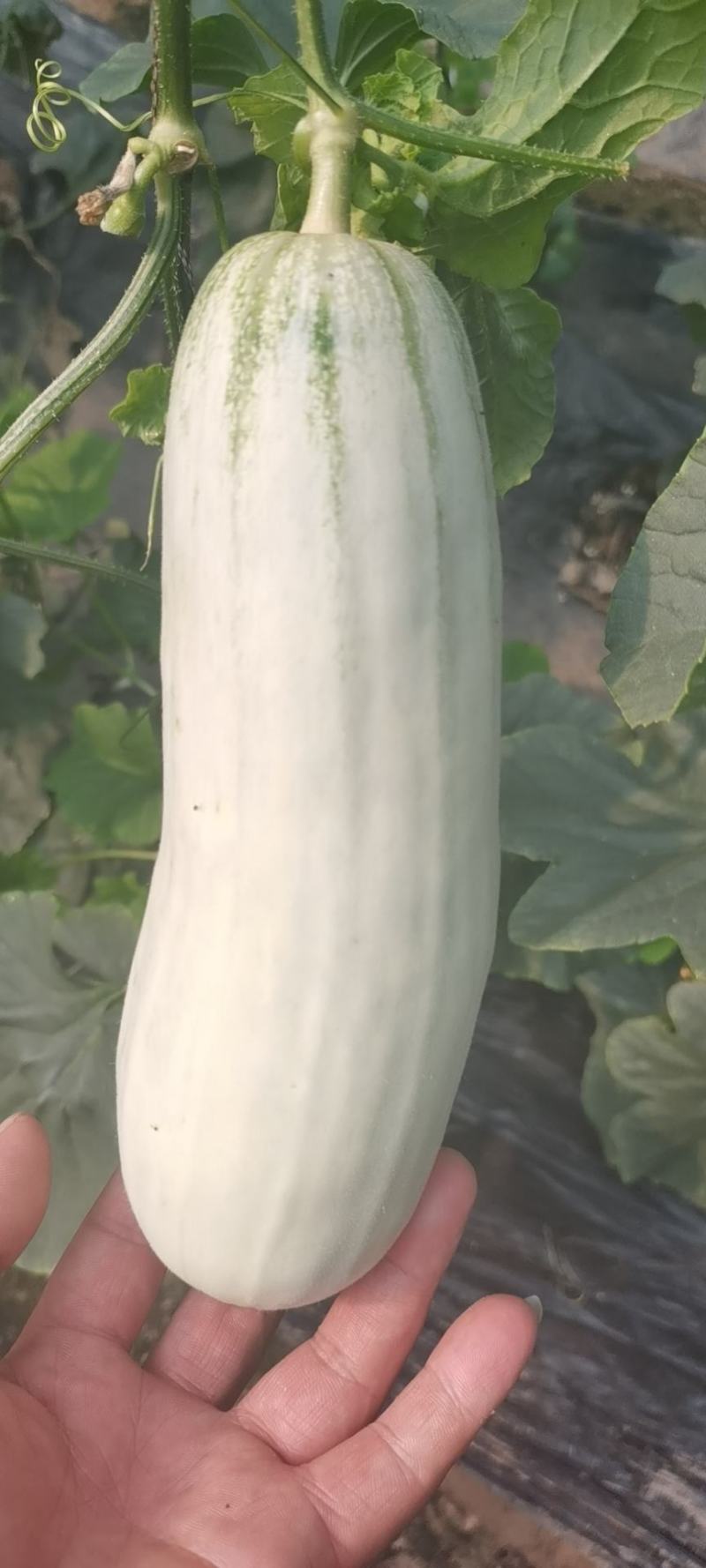 【荐】博洋61甜瓜羊角蜜专业大吨位供应商超，市场档口！