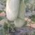 【荐】博洋61甜瓜羊角蜜专业大吨位供应商超，市场档口！
