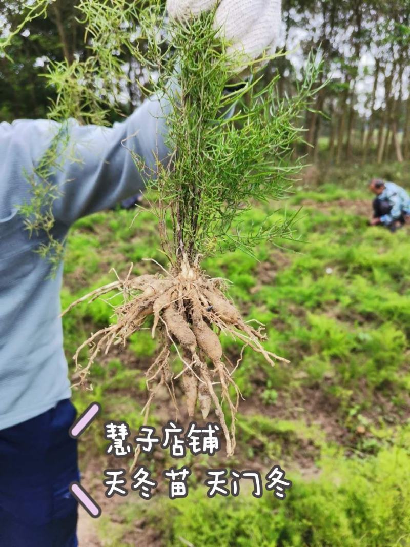 天冬苗大天冬种苗周期短效益好欢迎电话订货