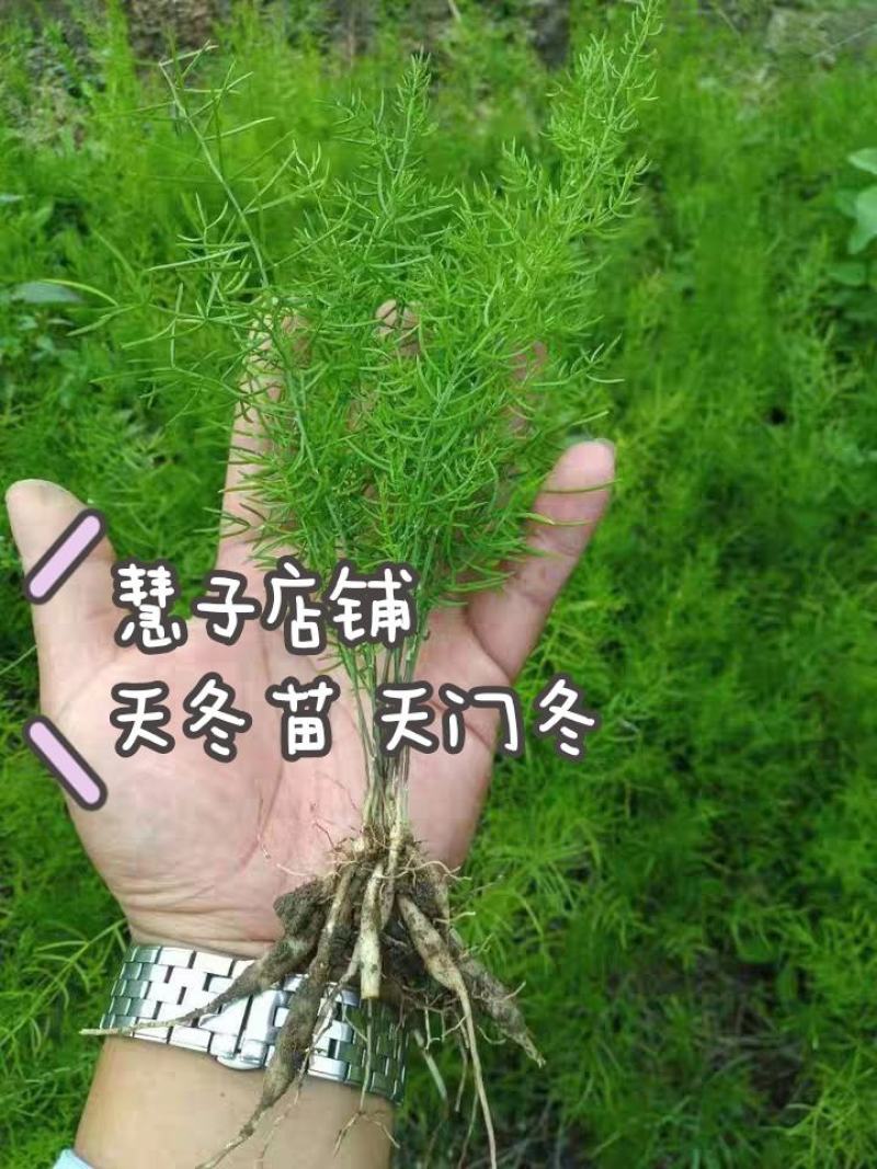 天冬苗大天冬种苗周期短效益好欢迎电话订货