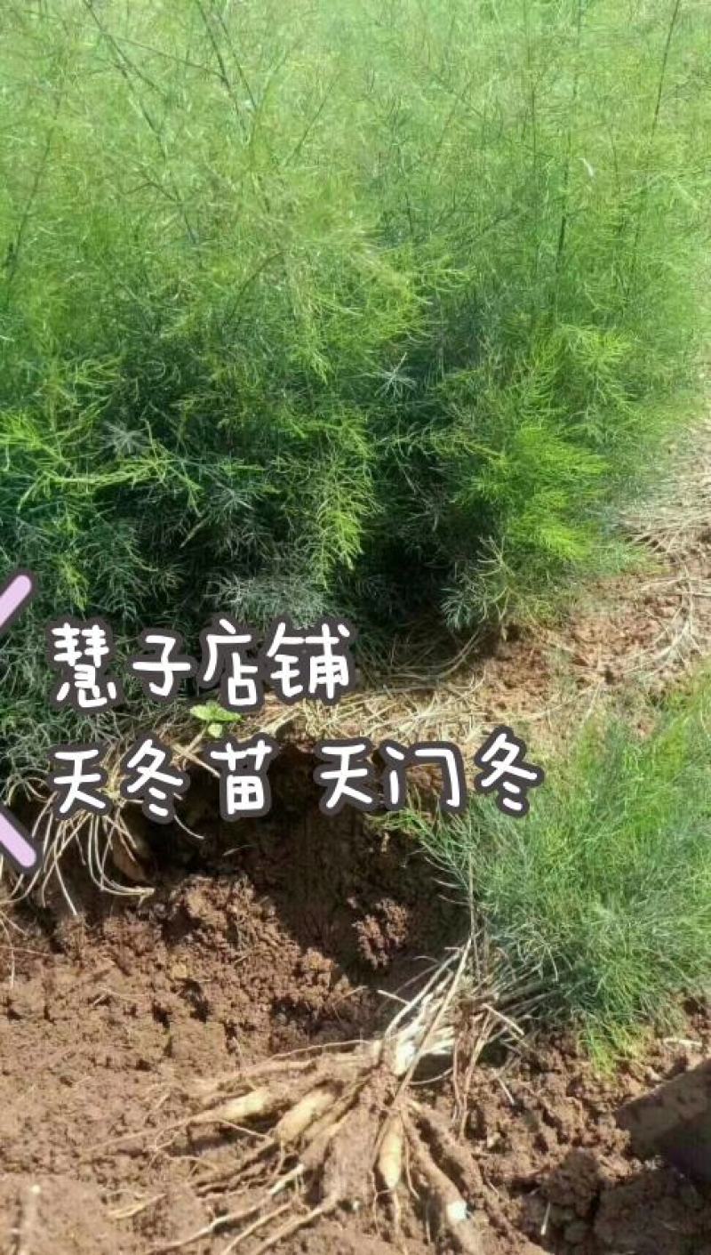 天冬苗大天冬种苗周期短效益好欢迎电话订货