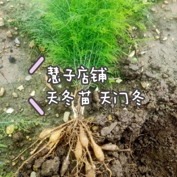 天冬苗大天冬种苗周期短效益好欢迎电话订货