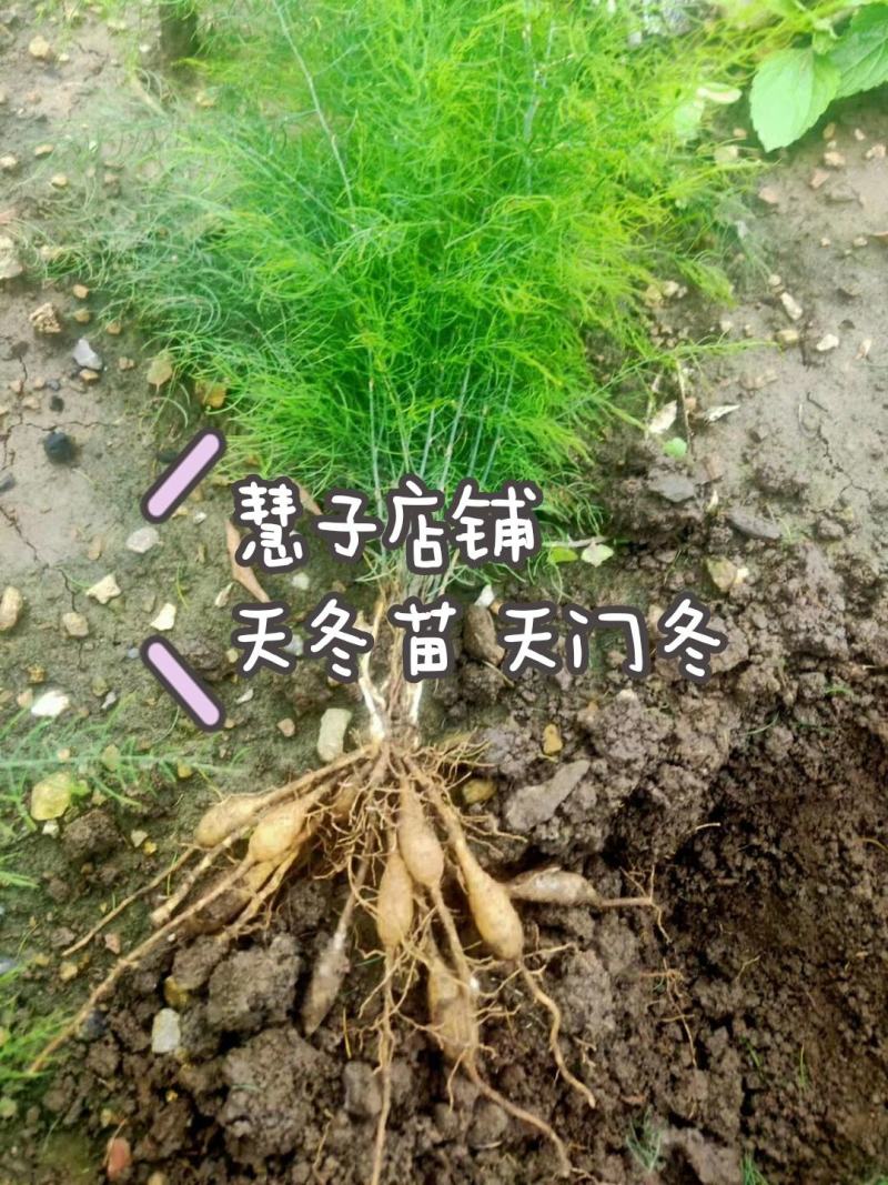天冬苗大天冬种苗周期短效益好欢迎电话订货