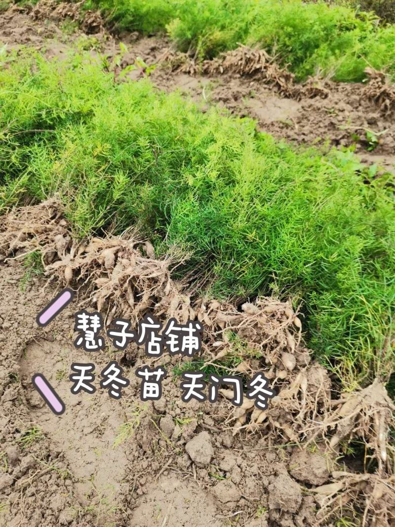 天冬苗大天冬种苗周期短效益好欢迎电话订货