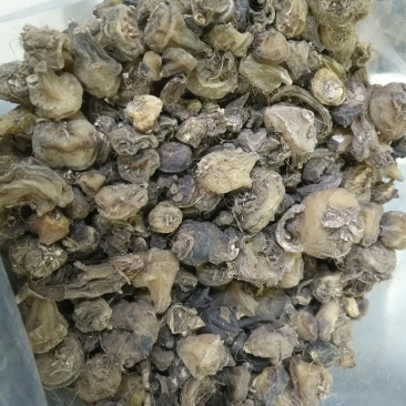 毛慈菇，全干货，四川货