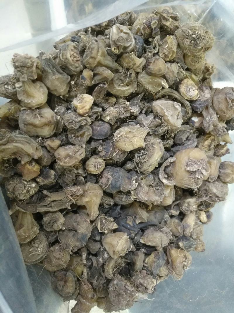 毛慈菇，全干货，四川货