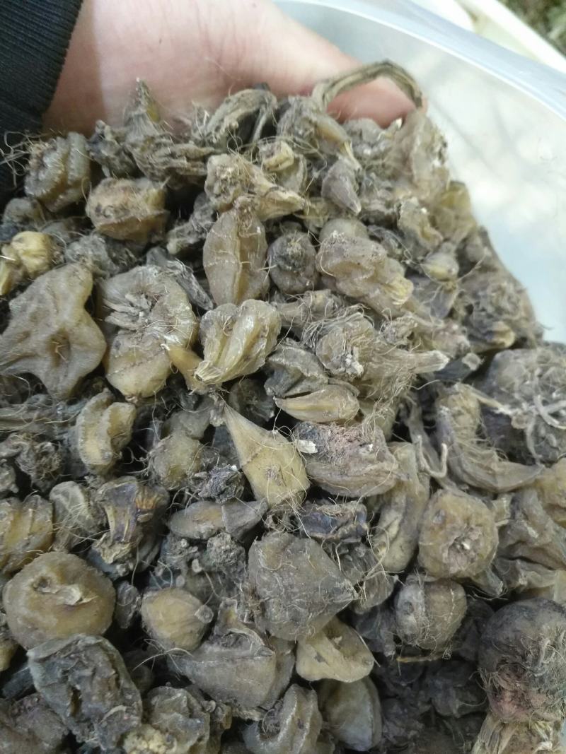 毛慈菇，全干货，四川货