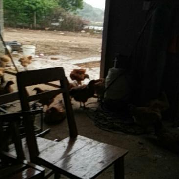 大红瑶鸡种，农家田园放养鸡