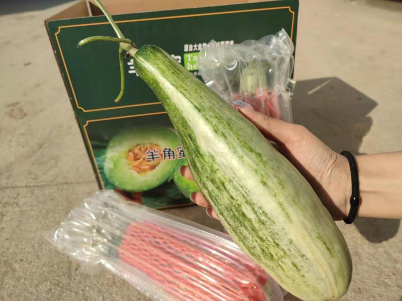 羊角蜜甜瓜，山东潍坊，脆甜多汁爽口美味一件代发，自产自销