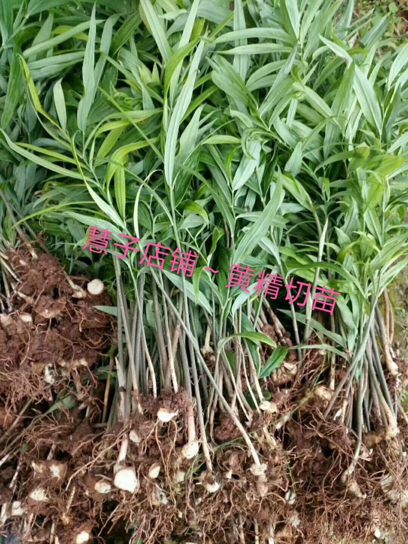 黄精种植黄精切苗项目上用质量好茎块大