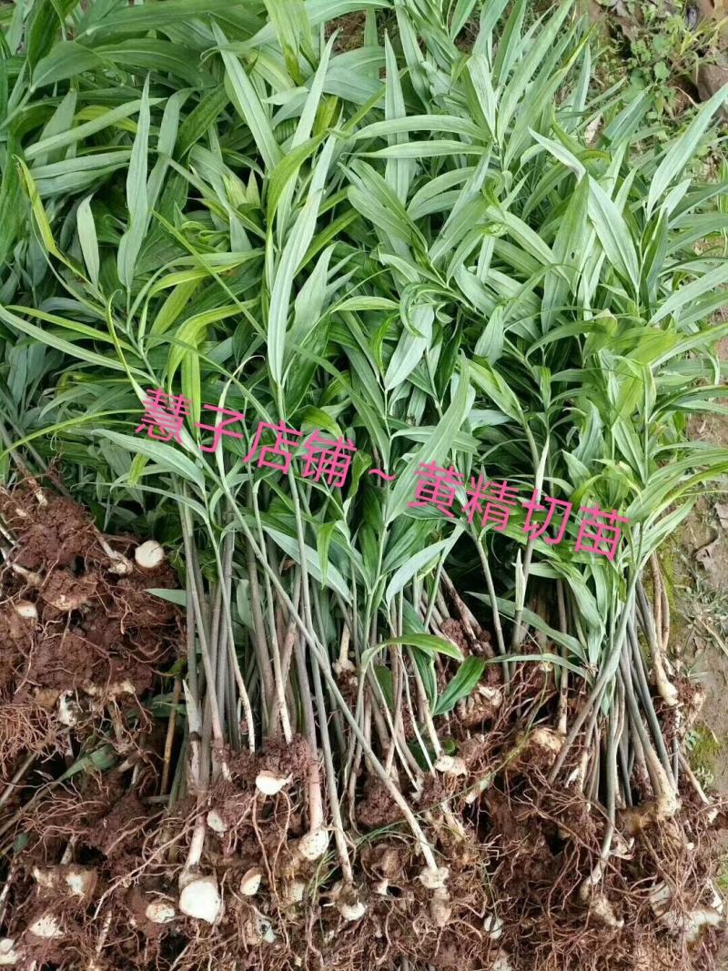 黄精种植黄精切苗项目上用质量好茎块大