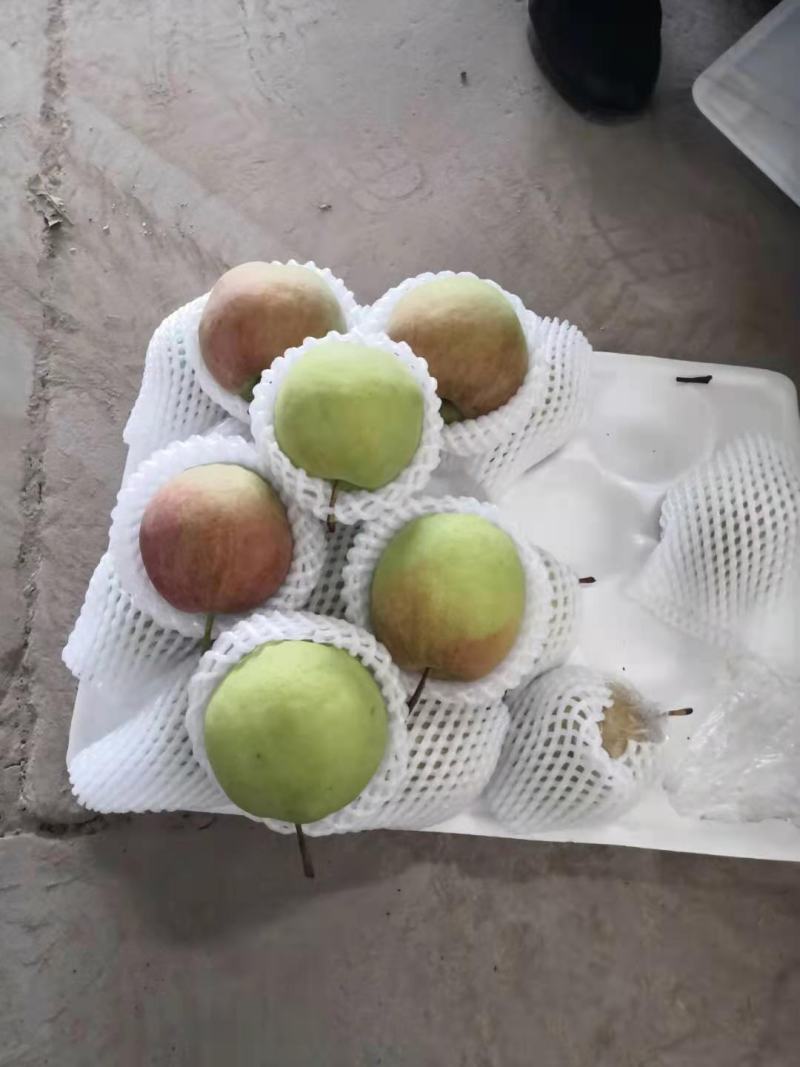 梨，香梨，玉露香梨，酥脆多汁口感脆甜。梨农对接，物美价廉