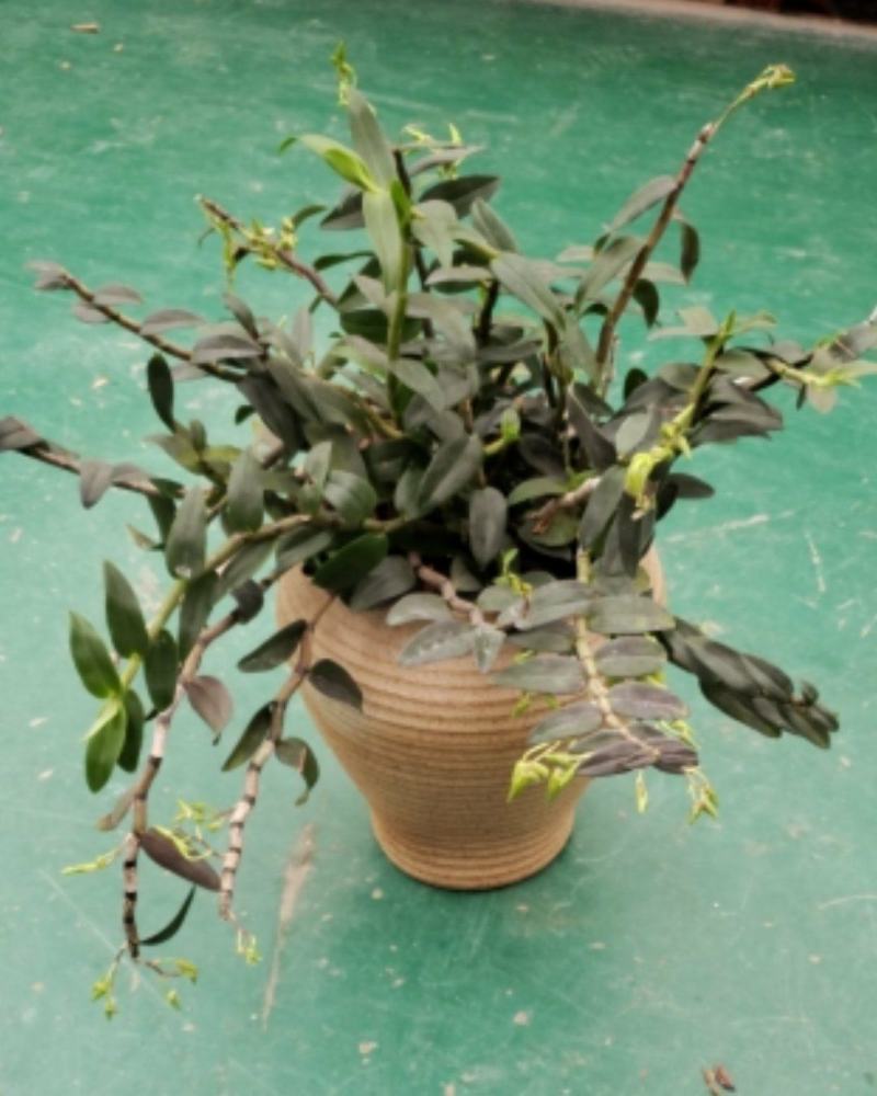 铁皮石斛，石斛兰石斛兰
