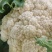 山东花菜优质菜花产地直供货源充足保质保量欢迎实地考察